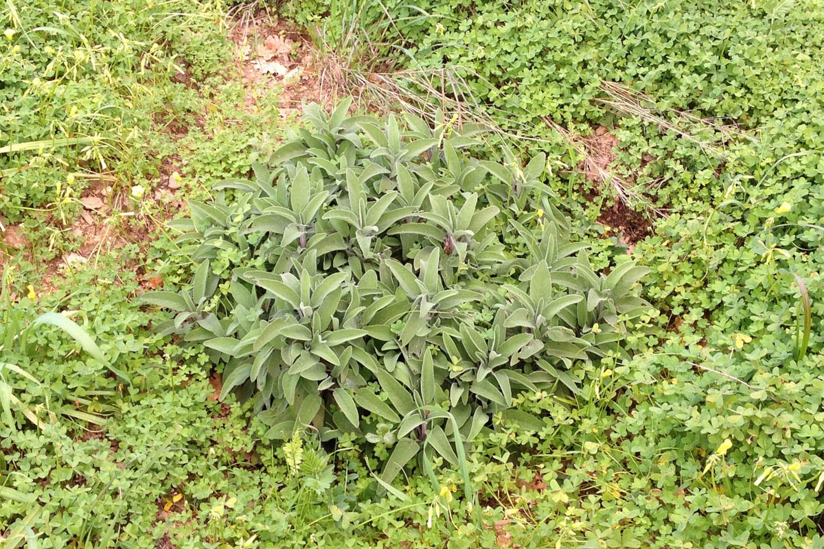Aromatic plants and Herbs – Check in creta